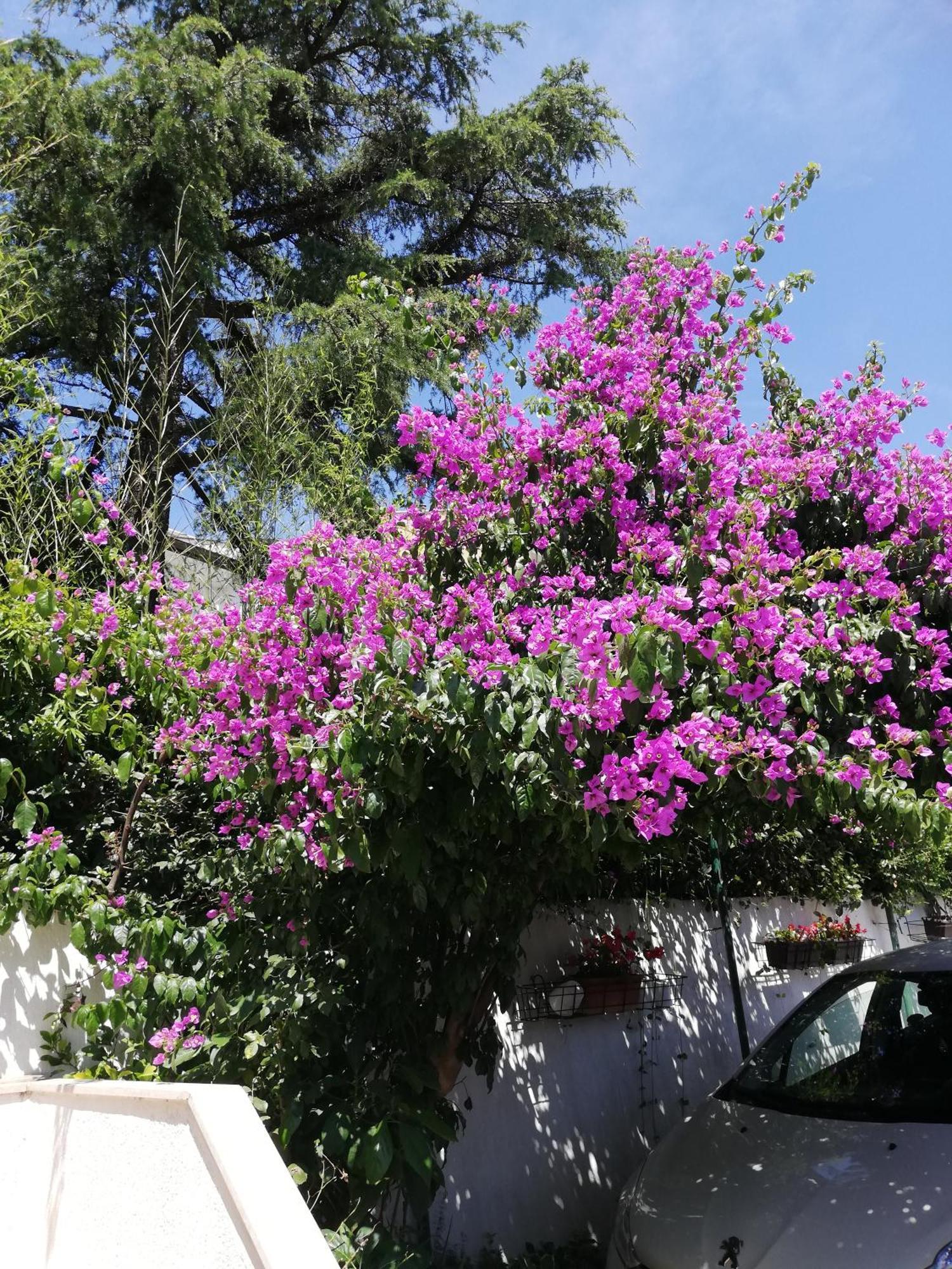 Apartments Poretti For 2,In Center Parking Free In The Yard,6 Min Beach Walk Rovinj Exteriör bild